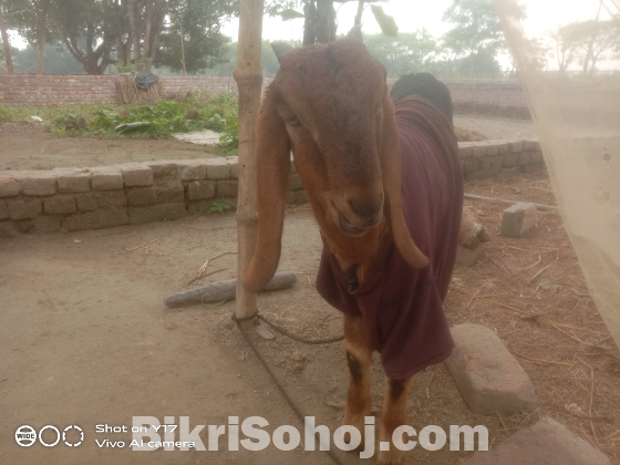 কিছু ক্রস জাতের ছাগল বিক্রয় হবে